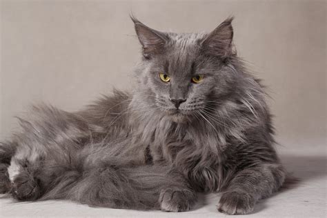 De krabton coony lounge is ideaal voor een zware kat. Grey serious Maine Coon cat wallpapers and images - wallpapers, pictures, photos