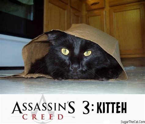 Funny Assassins Creed Cats Pics Cat Pics Assassins Creed Cats