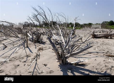 Coastal Erosion Due To Rising Sea Levels Leaves Dead Tree Stumps And