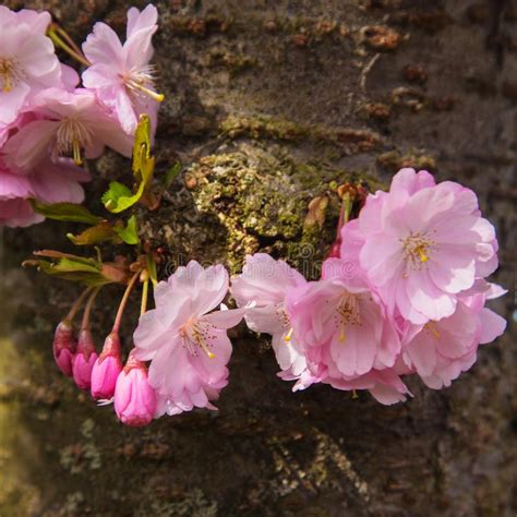 Pink And White Flowers Of Sakura Cherry On A Tree Trunk Stock Photo