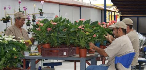 Wholesale Tropical Flower Distributor Miami Tropical Flowers