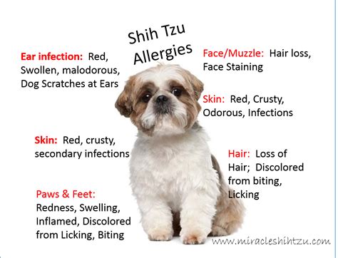 Shih tzu dog food choices. Shih Tzu Allergies: Everything You Must Know