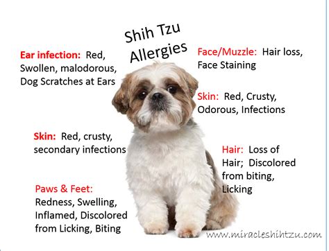 When you use aloe vera for your dog, make sure you're not using the whole leaf. Shih Tzu Allergies: Everything You Must Know