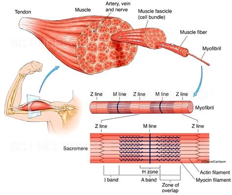 Muscle Structure Labeled Illustrati Stock Image Science Source