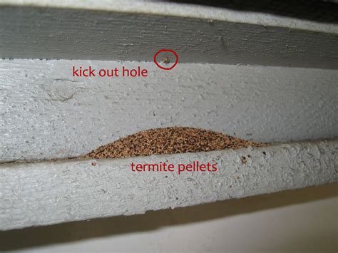 Signs Of Termite Damage In Drywall