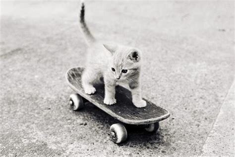 Skateboarding Cat