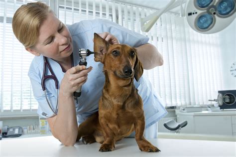 Ear Polyps In Pets What Pet Owners Need To Hear Ovrs Blog Oakland