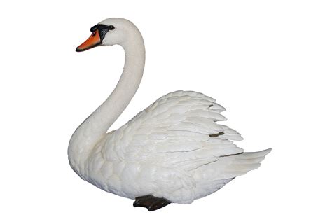 A plain background is always the. Swan PNG Image Without Background | Web Icons PNG