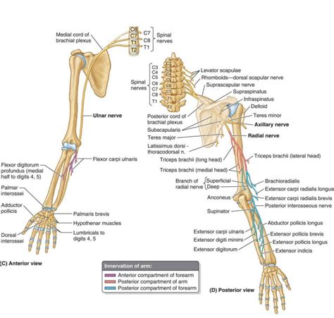 Innervation Of Arm Anatomy Diagram