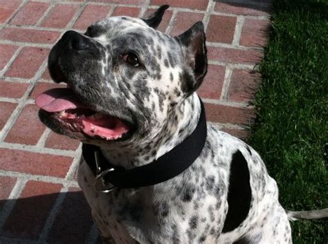 Music video by pitbull, leona lewis performing amore (from the gotti soundtrack). King Gotti Pit Bull | Pitbulls, Gotti pitbull