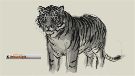 Animals are not exactly my strong suit, but i have draw some wolves, and cats on occasion. how to draw tiger - YouTube