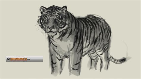 How to draw a anime tigers. how to draw tiger - YouTube
