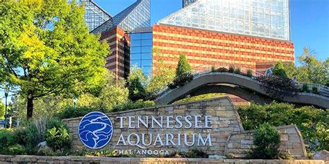 Tennessee Aquarium Offers Half Price Tickets For College Students