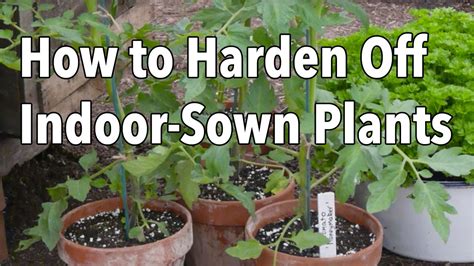 When To Start Garden Seeds Indoors Indiana : Vegetable Planting