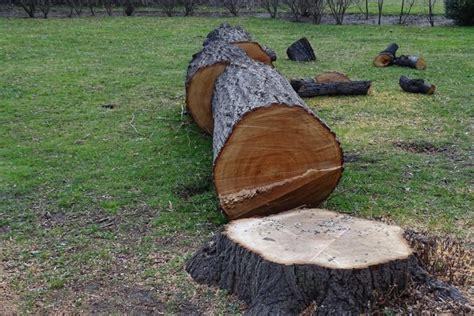 Kosten und alles, was sie wissen müssen. Nach einem Sturmschaden den Baum entsorgen » Kosten und ...