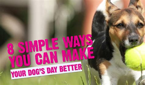 8 Simple Ways You Can Make Your Dogs Day Better