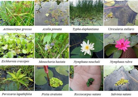 Aquatic Plants With Their Names