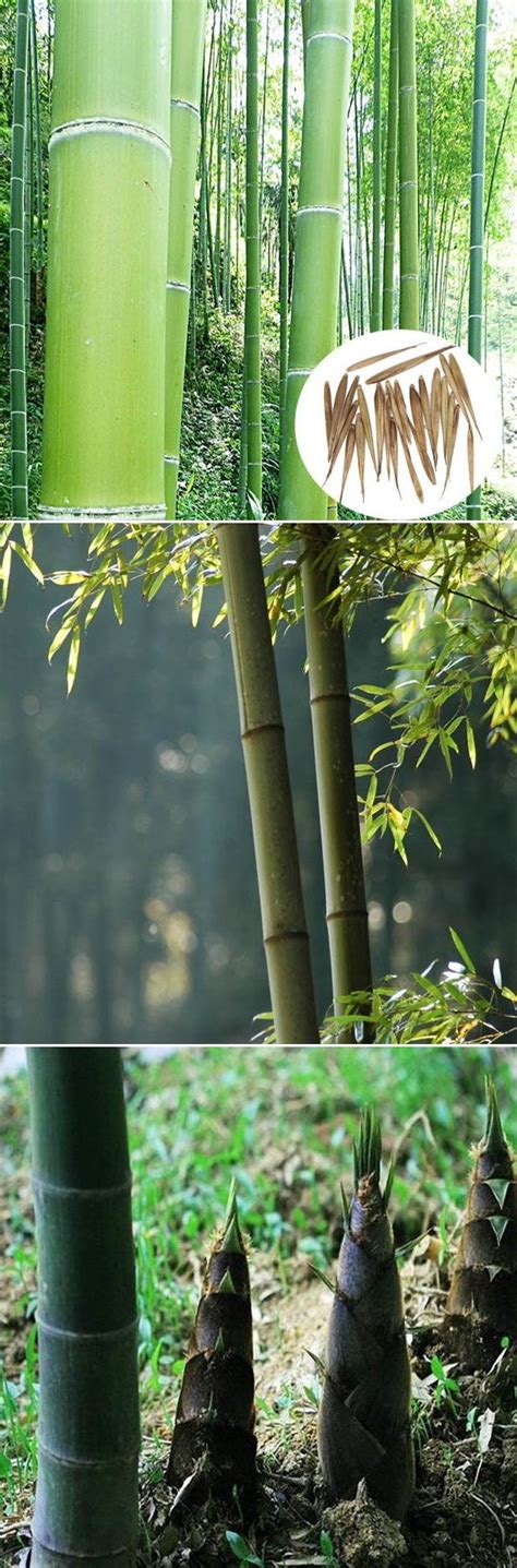 us 3 29 100pcs moso bamboo seeds also mao zhu in chinese pinyin evergreen plants for bamboo