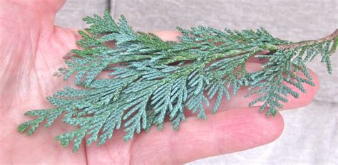 Conifer Leaf Key Tree Guide Uk Conifer Tree Id