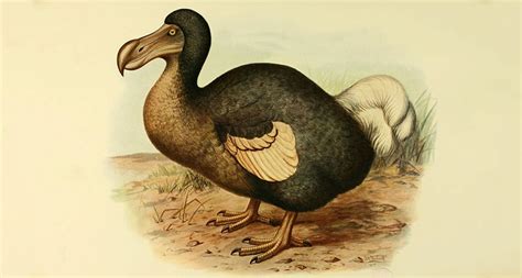 Dodo Animal 10 Facts About The Dodo Bird Abaqus Animation