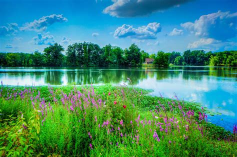 Flowers At Carpenters Lake Daviess County Kentucky Kentucky Landscape