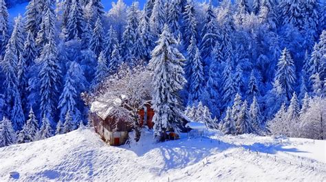 Snow Covered House Surrounded By Snow Covered Pine Trees During Daytime