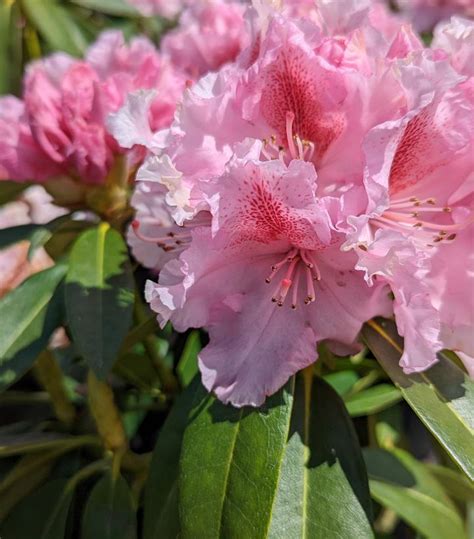 Rhododendron Holden S Pink Flare Holden S Pink Flare Rhododendron From