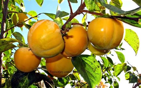 We did not find results for: Hana Fuyu Japanese Persimmon - 3 Gallon - Tree, Fruit ...