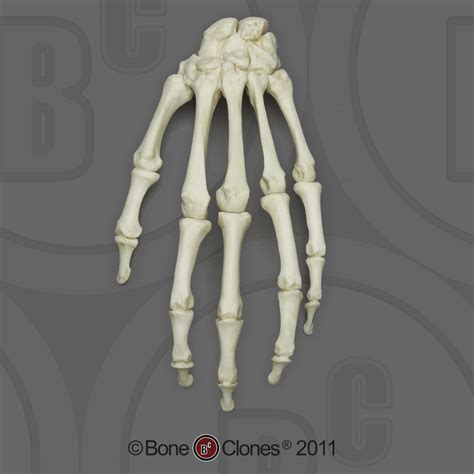 Human Adult Male Hand Articulated Rigid Bone Clones Inc