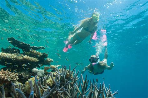 Great Barrier Reef Tours Cairns Snorkel Dive Including Min Helicopter