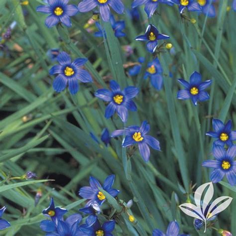 sisyrinchium sisyrinchium angustifolium lucerne lucerne blue eyed grass from greenleaf nursery