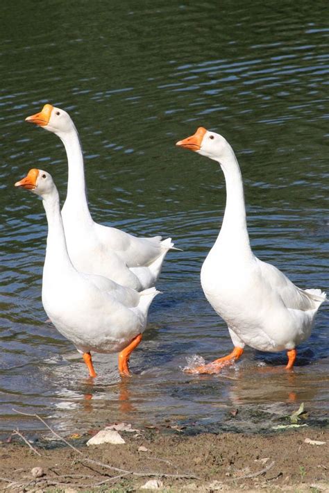 White Chinese Geese Anser Cygnoides Descended From The Wild Swan