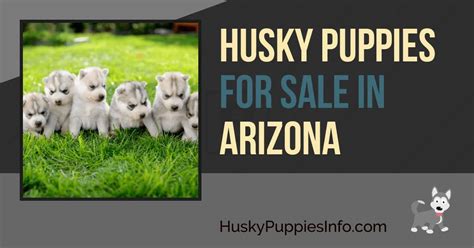 We list 12 breeders located in arizona. Siberian Husky Puppies For Sale and Breeders In Arizona (AZ)