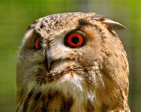 This is barn owl pet barn owl pet australia barn owl pet for sale my pet barn owl. Keeping Owls as Pets: Yes, It's Legal | PetHelpful