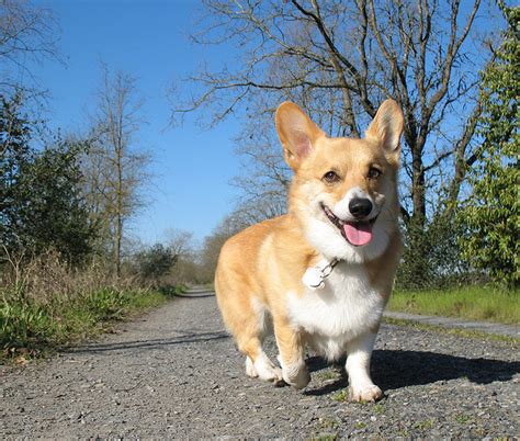 Uncover why happiness is pets is the best company for you. #403 Seeing a really happy dog out for a walk - 1000 Awesome Things