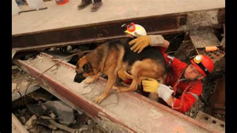 911 ~ K 911 Rare Photos Of Search And Rescue Dogs At Ground Zero Youtube