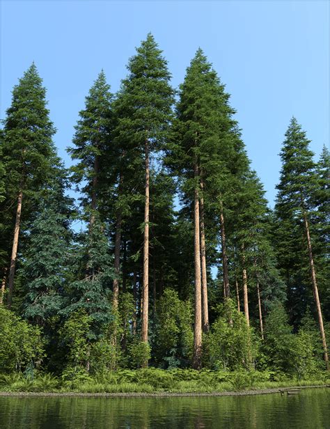 Pacific Northwest Botanica Trees And Shrubs Daz 3d