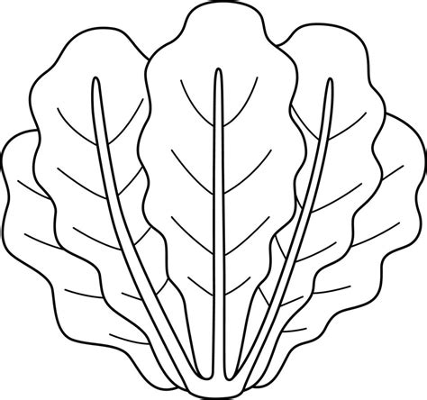 Romaine Lettuce Vegetable Isolated Coloring Page 11487136 Vector Art At