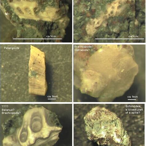 Microscopic Images Of Shell Fragments From 630 Metres In Well Rn 10