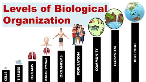 Levels Of Biological Organization Youtube