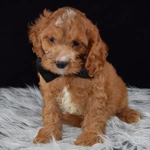 She is ready for her forever home, and up to date on all of her vaccines and dewormer. Male Cockapoo Puppy For Sale Xavier | Puppies For Sale in ...