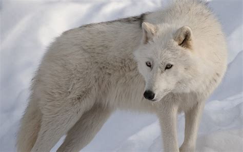 Get your weekly helping of fresh wallpapers! Arctic Wolf Image - ID: 258349 - Image Abyss