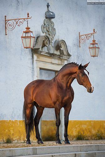 Lusitano Stallion Photographed By Ekaterina Druz Most Beautiful Animals