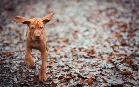 Animals Dogs Puppy Canine Humor Funny Cute Ears Autumn Fall Leaves Wet