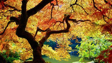 Japanese Nature Wallpapers Top Free Japanese Nature Backgrounds