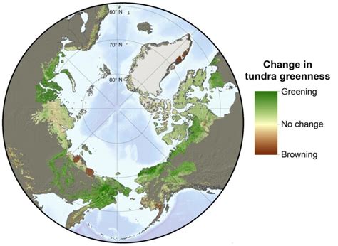 Notes From The Field Unraveling The Mysteries Of Arctic Greening And