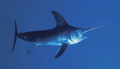 Swordfish Fishmount