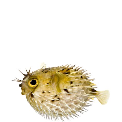 Pufferfish