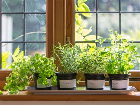 Steps To Growing An Indoor Spice Garden Mark Roemer