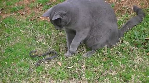Snake bite on his di*k. AbiramiUSA : cat takes a bite of live snake - YouTube